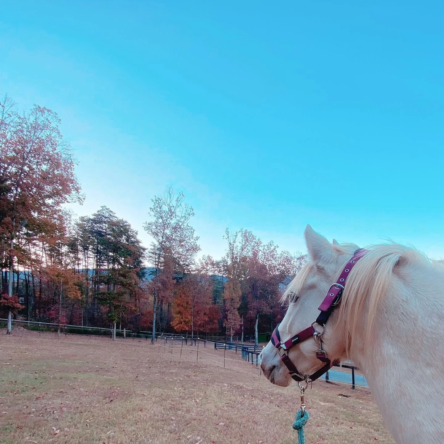 Traditional Mexican horse riding in Hidalgo arena · Free Stock Photo, image size:1440x1440
