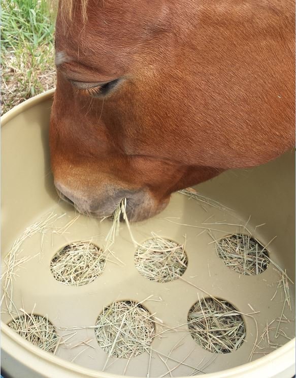 Good for Your Dog's Belly & Brain: Benefits of Slow Feeders – The Cheshire  Horse