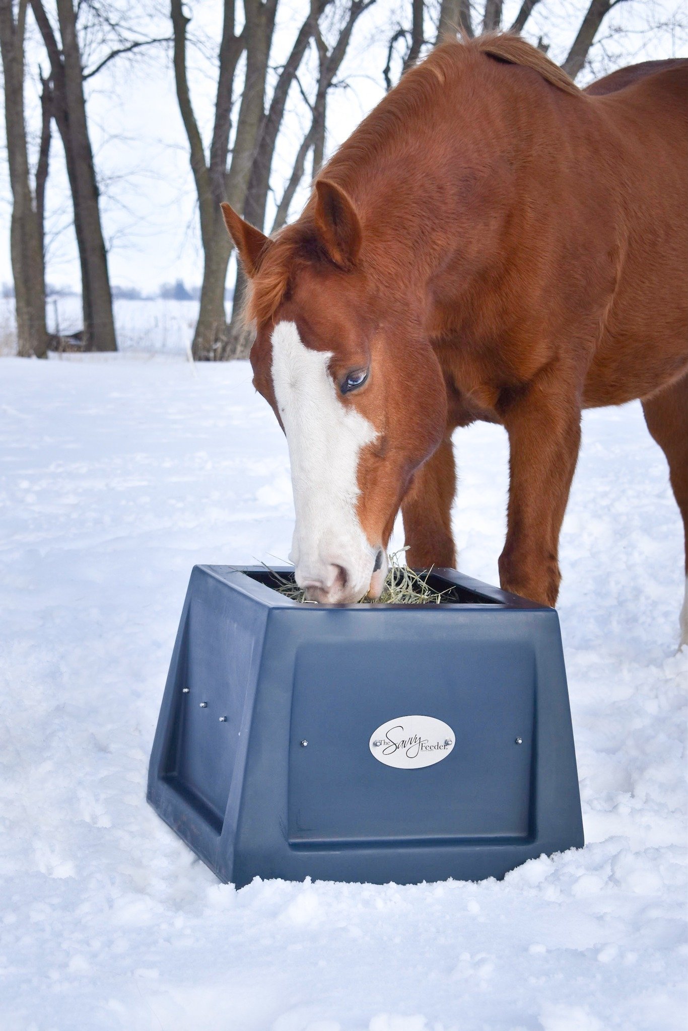 Good for Your Dog's Belly & Brain: Benefits of Slow Feeders – The Cheshire  Horse
