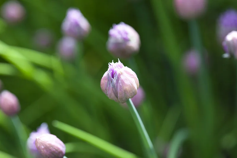 Garlic Chives 2 copy.jpeg