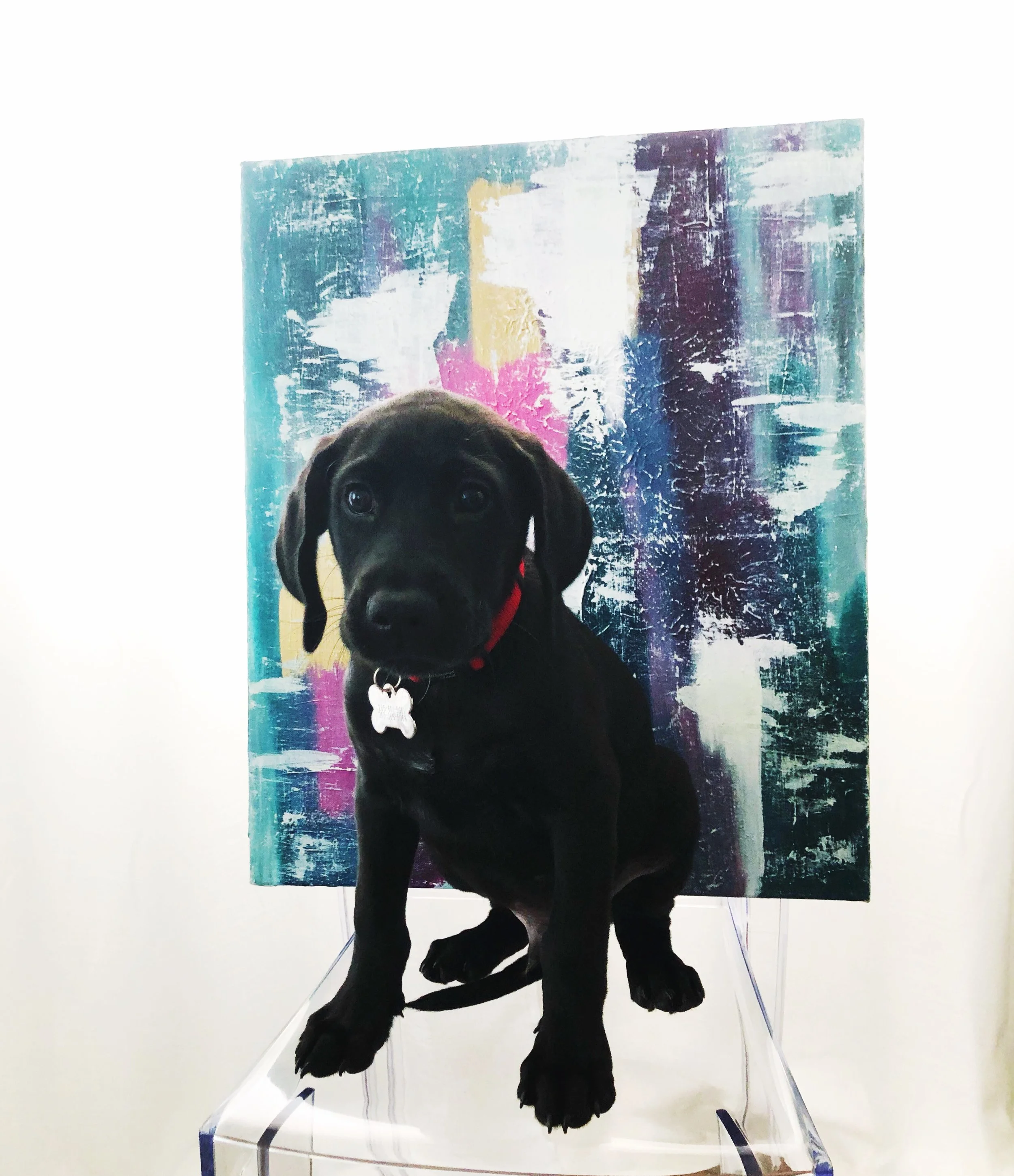 amalfi with a pup.JPG