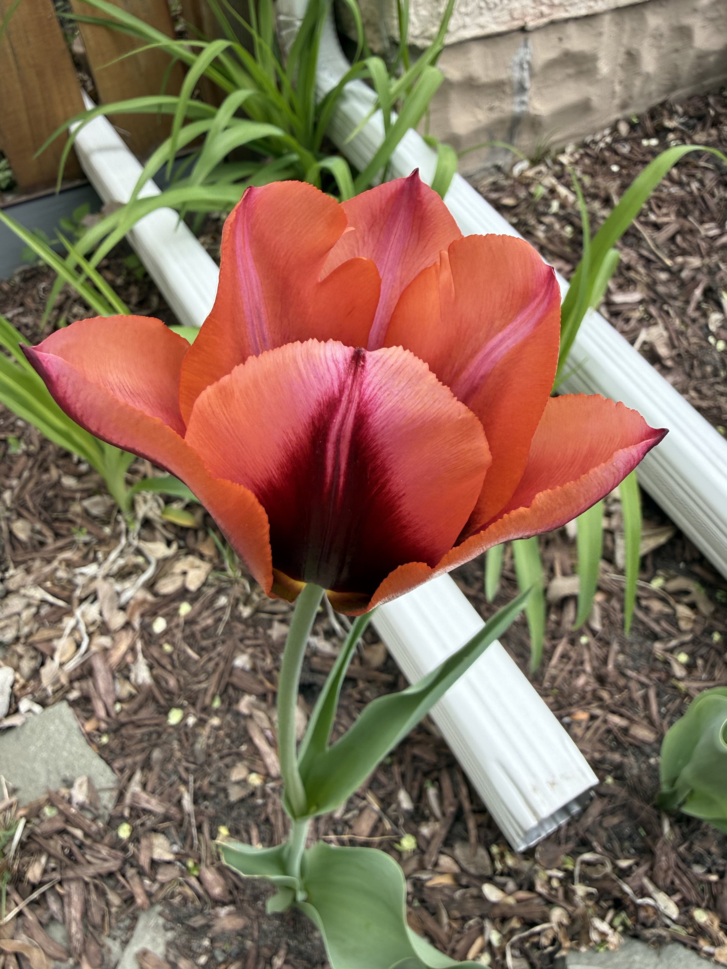 Watercolor Flowers Workshop 5/31