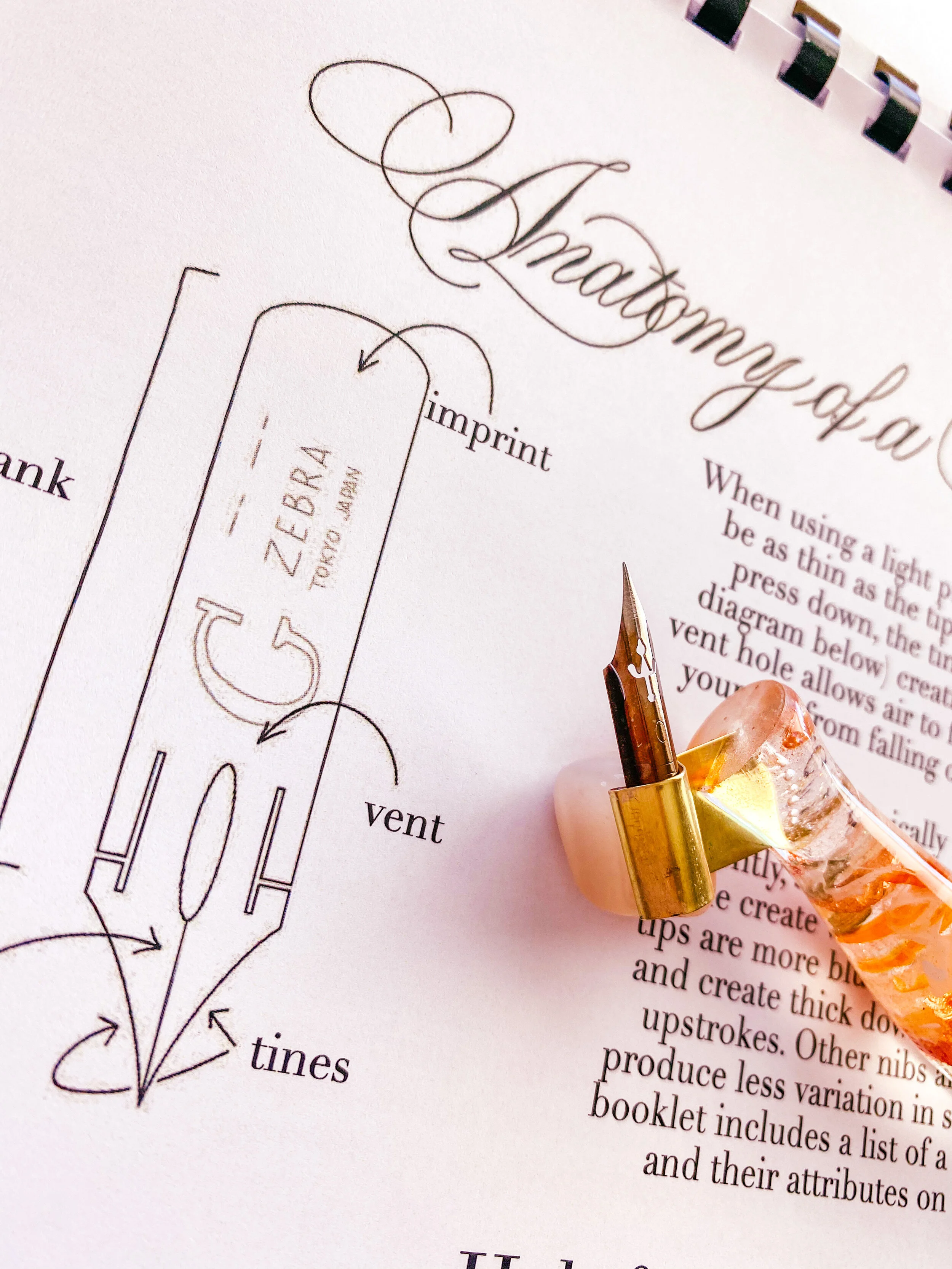 wildwoodcalligraphyguide.JPG