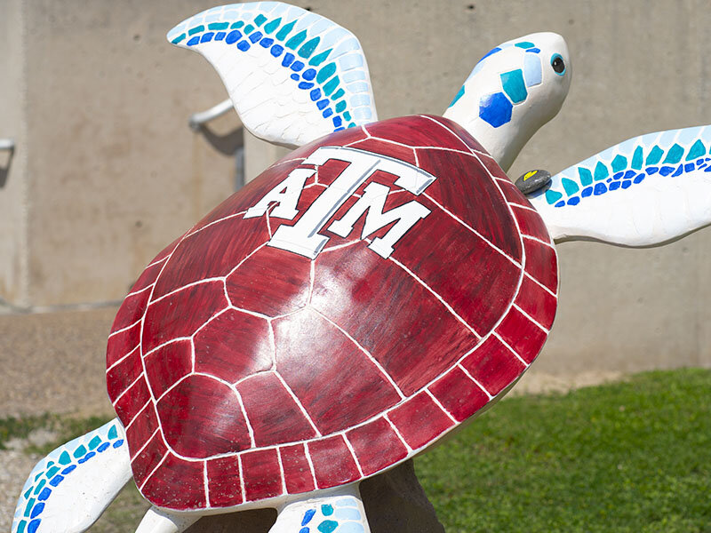 Turtles-About-Town-Sculpture-Texas-AM-Spirit-of-Sea-Aggieland.jpg