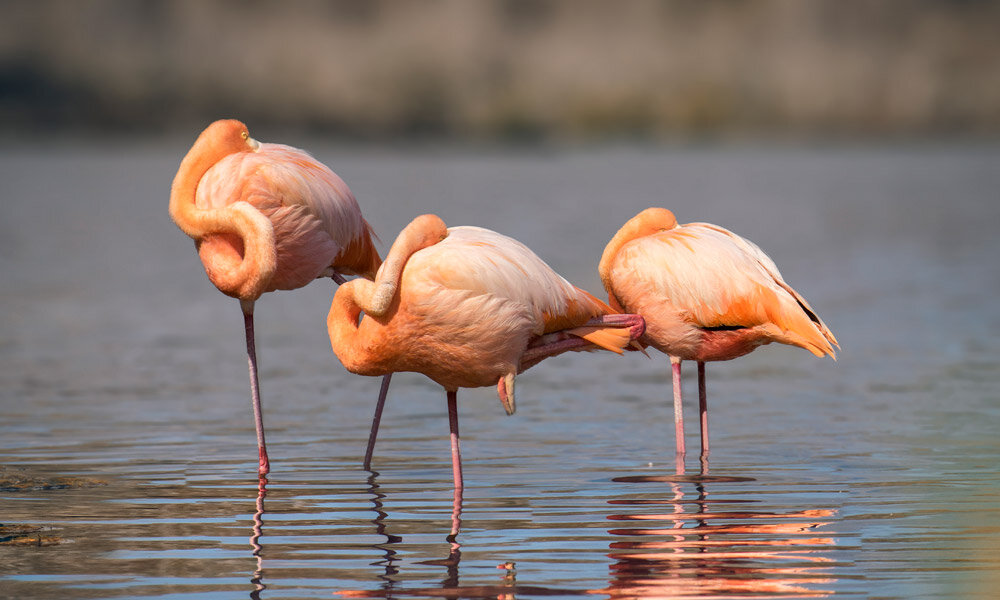 flamingos-endemic.jpg
