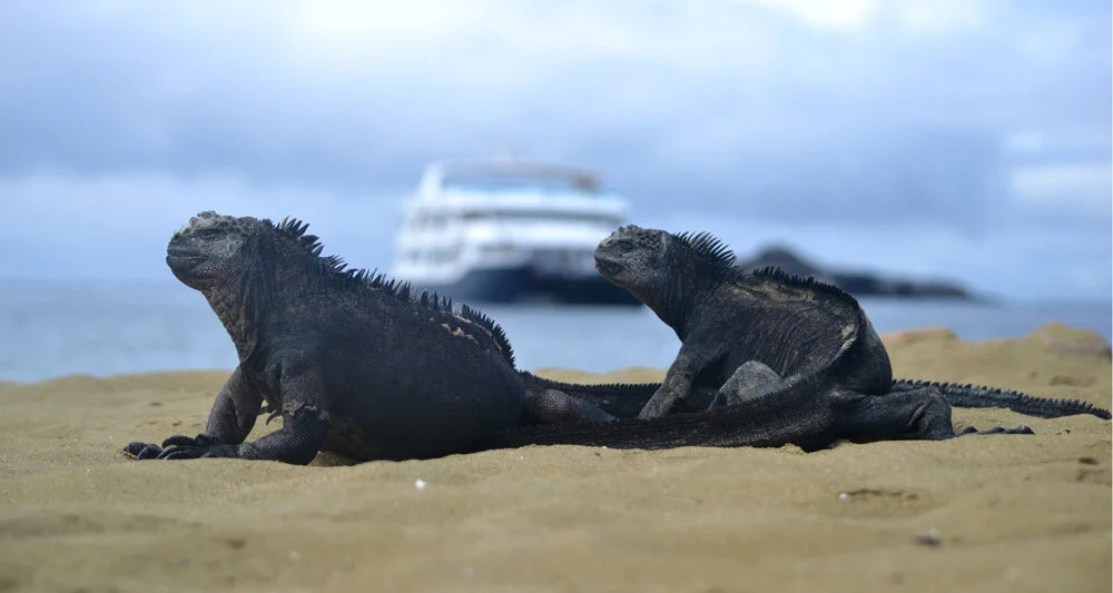 Galapagos - The Safest Place on Earth