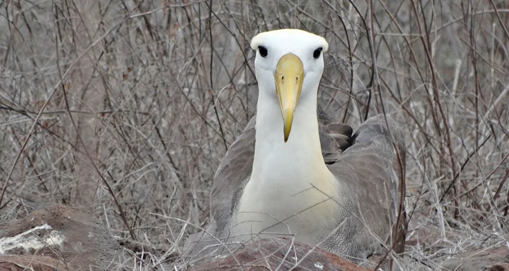 Galapagos Islands is one of the most biodiverse places in the world.