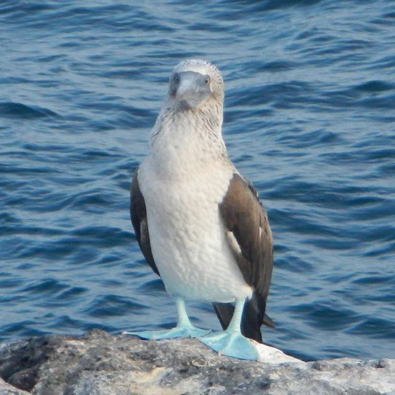 What Animals can you Find on the Galapagos Islands?