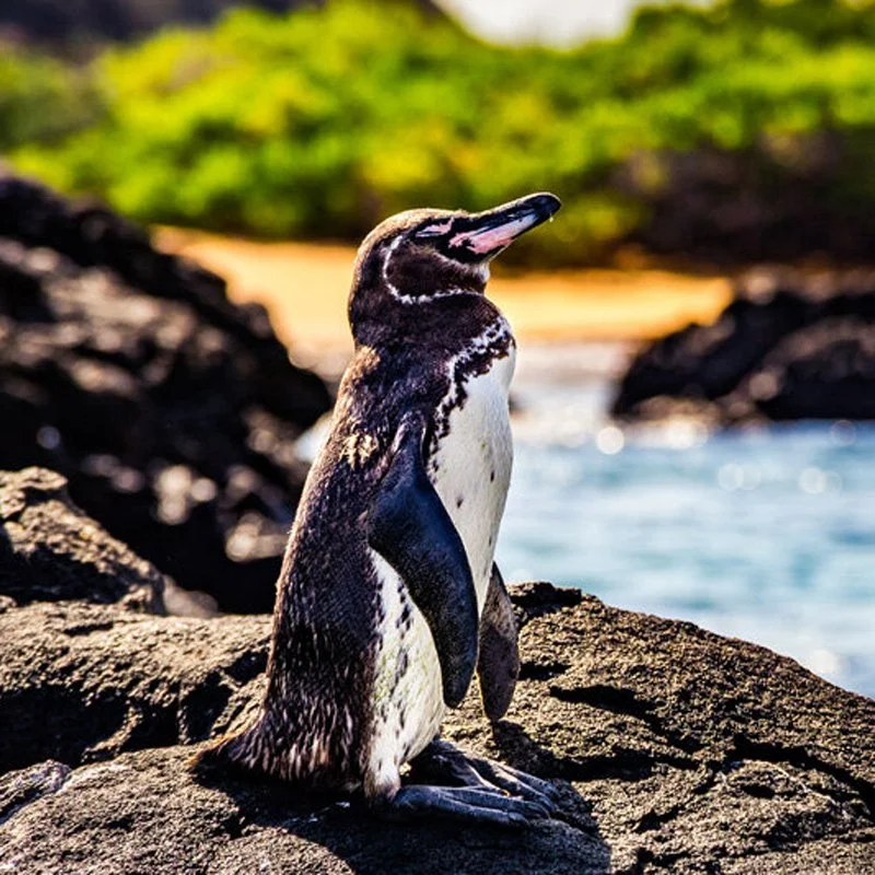 The Benefits of Ecotourism in the Galapagos Islands