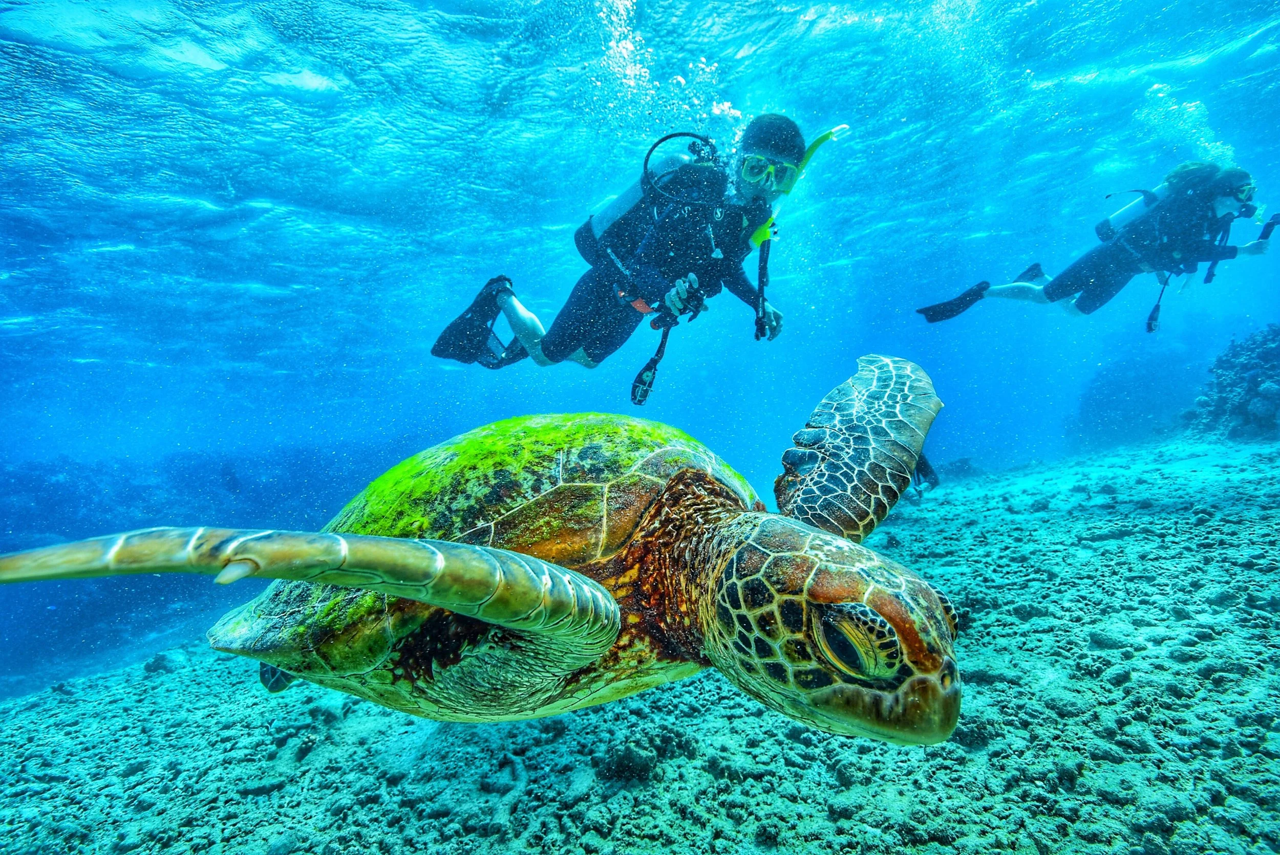 The 9 Best Dive Sites in the Galapagos
