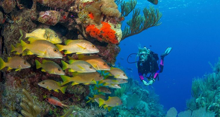 Gordon Rocks The 9 Best Dive Sites in the Galapagos