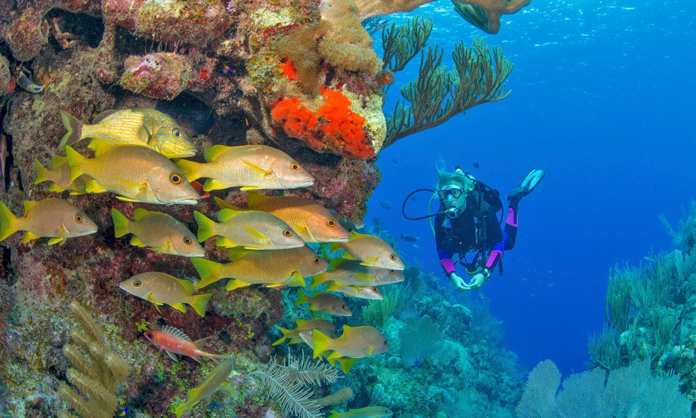 diving-colorful-fish-galapagos-cruises.jpg