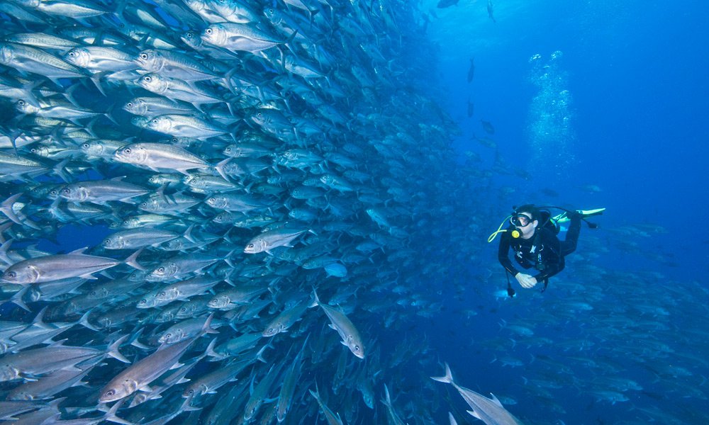diving-fish2-galapagos-cruises.jpg