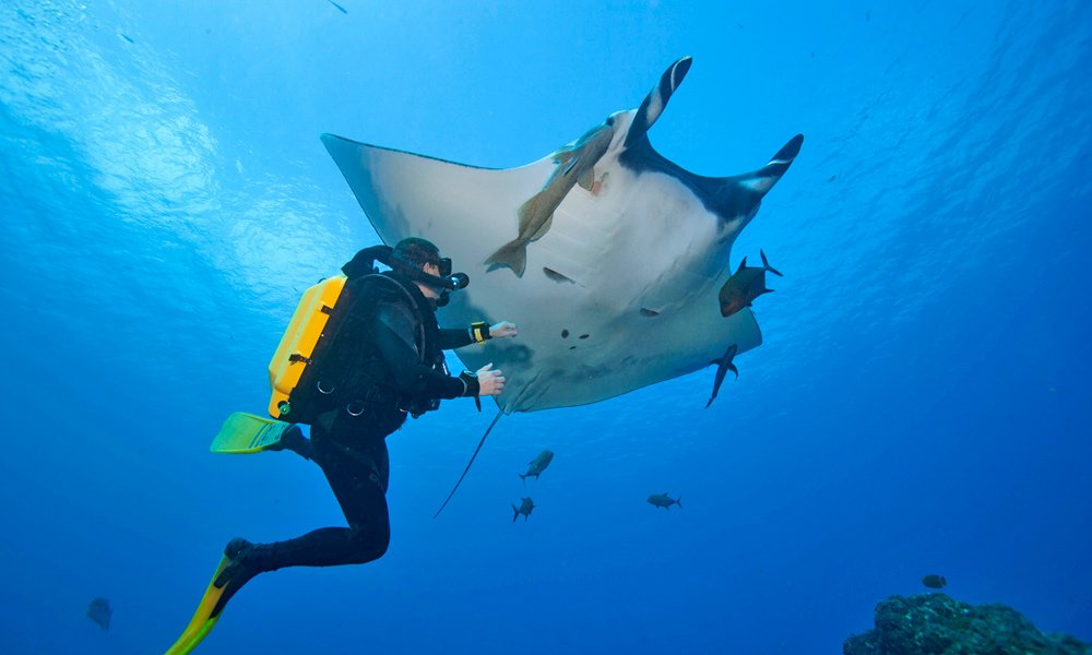 diving-ray-galapagos-cruises.jpg