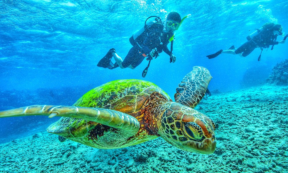 diving-turtle-galapagos-cruises.jpg