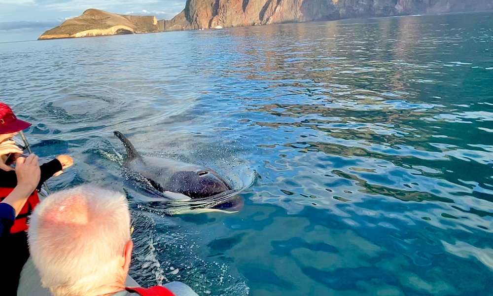 Galapagos-Whale.jpg