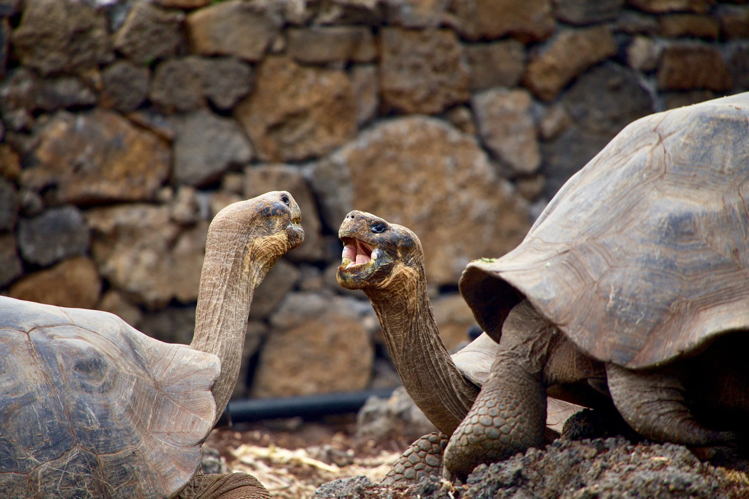 The Best 9 Things To Do on Isabela Island