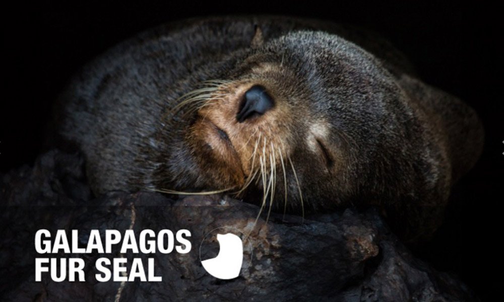 Galapagos-fur-seal.jpg