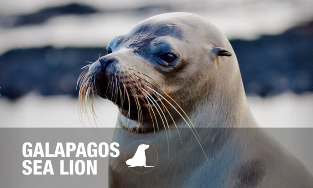 Galapagos-Sea-lion.jpg