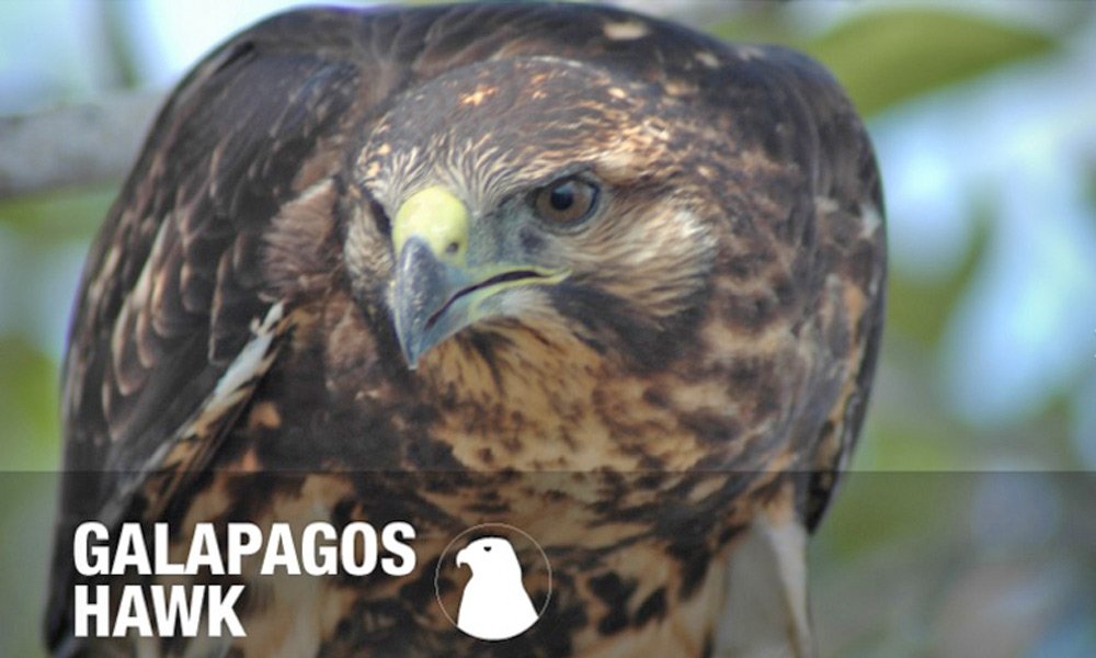 Galapagos-Hawk.jpg