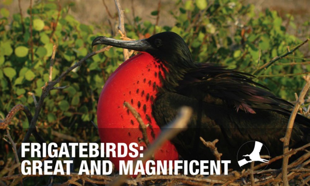 frigatebirds-magnificent.jpg