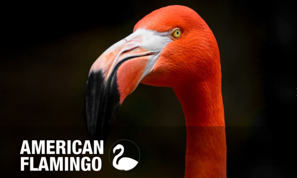american-flamingo.jpg