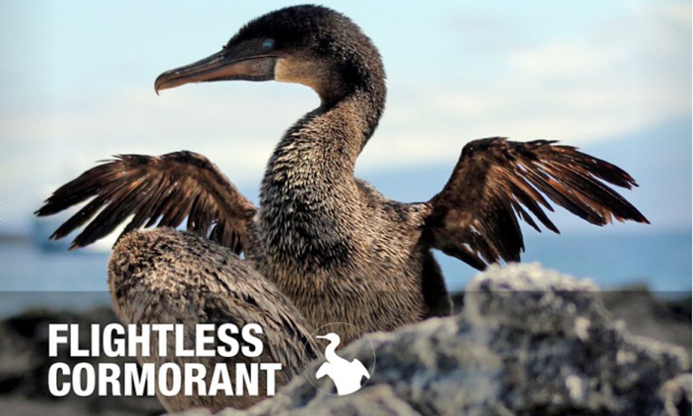 flightless-cormorant.jpg