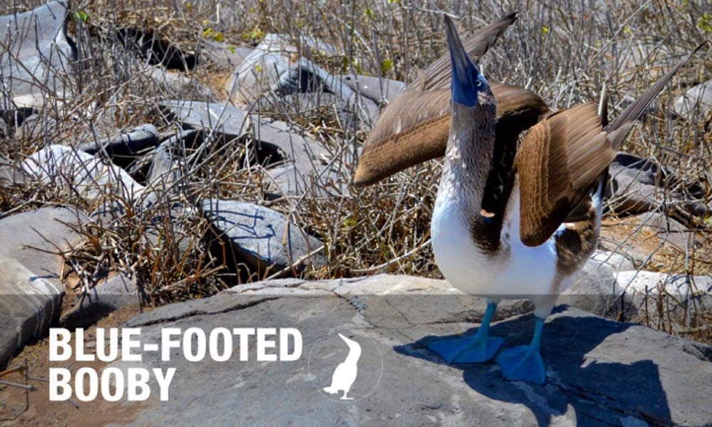 blue-footed-booby.jpg