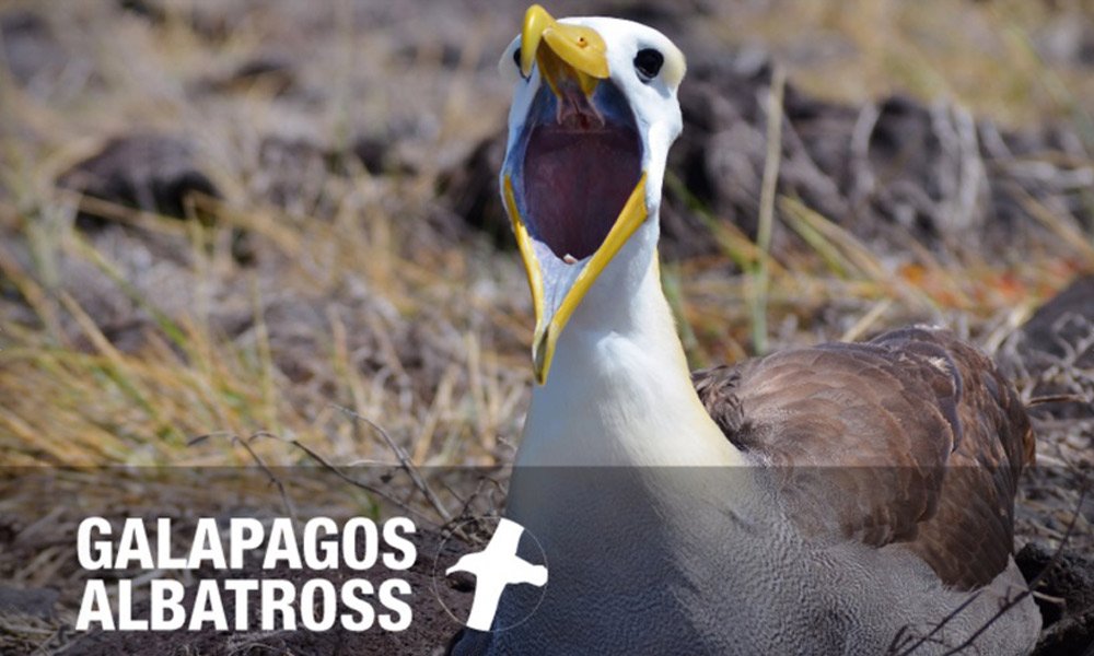 Galapagos-Albatross.jpg