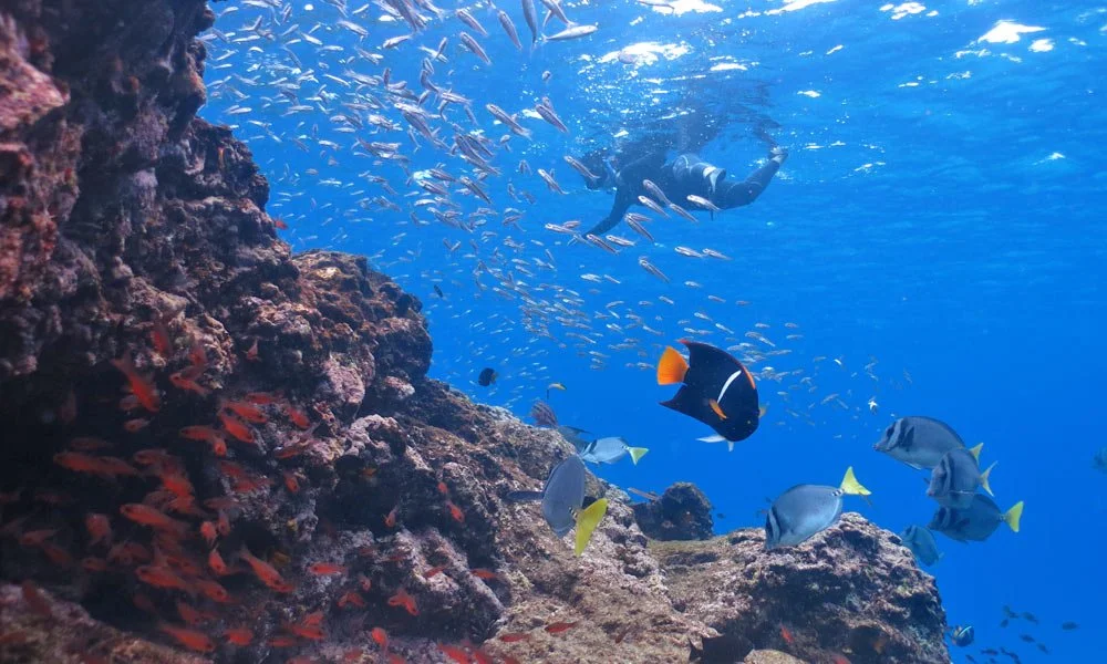 Galapagos : Exploring Why It's Among Earth's Safest Havens