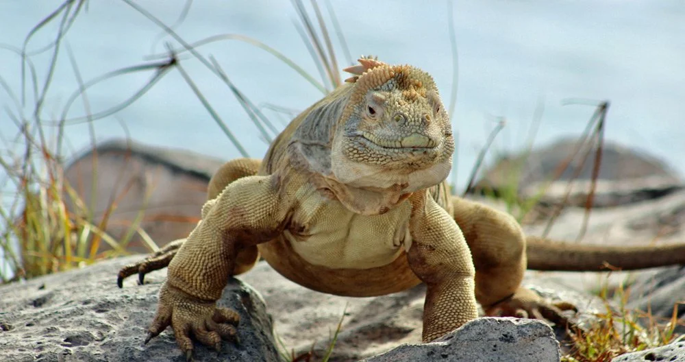 Ecuador Announces Revised Entrance Fees for the Galapagos Islands