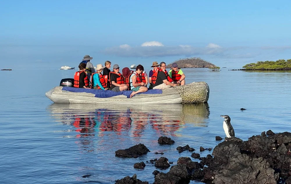 Galapagos-Penguin.jpg