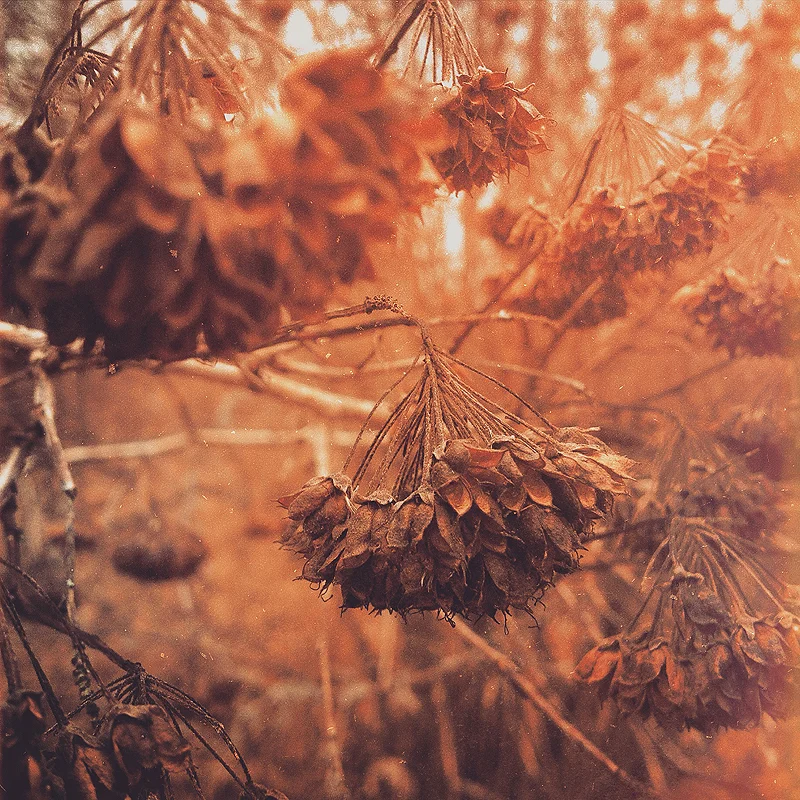 Sleeping Seeds.JPG