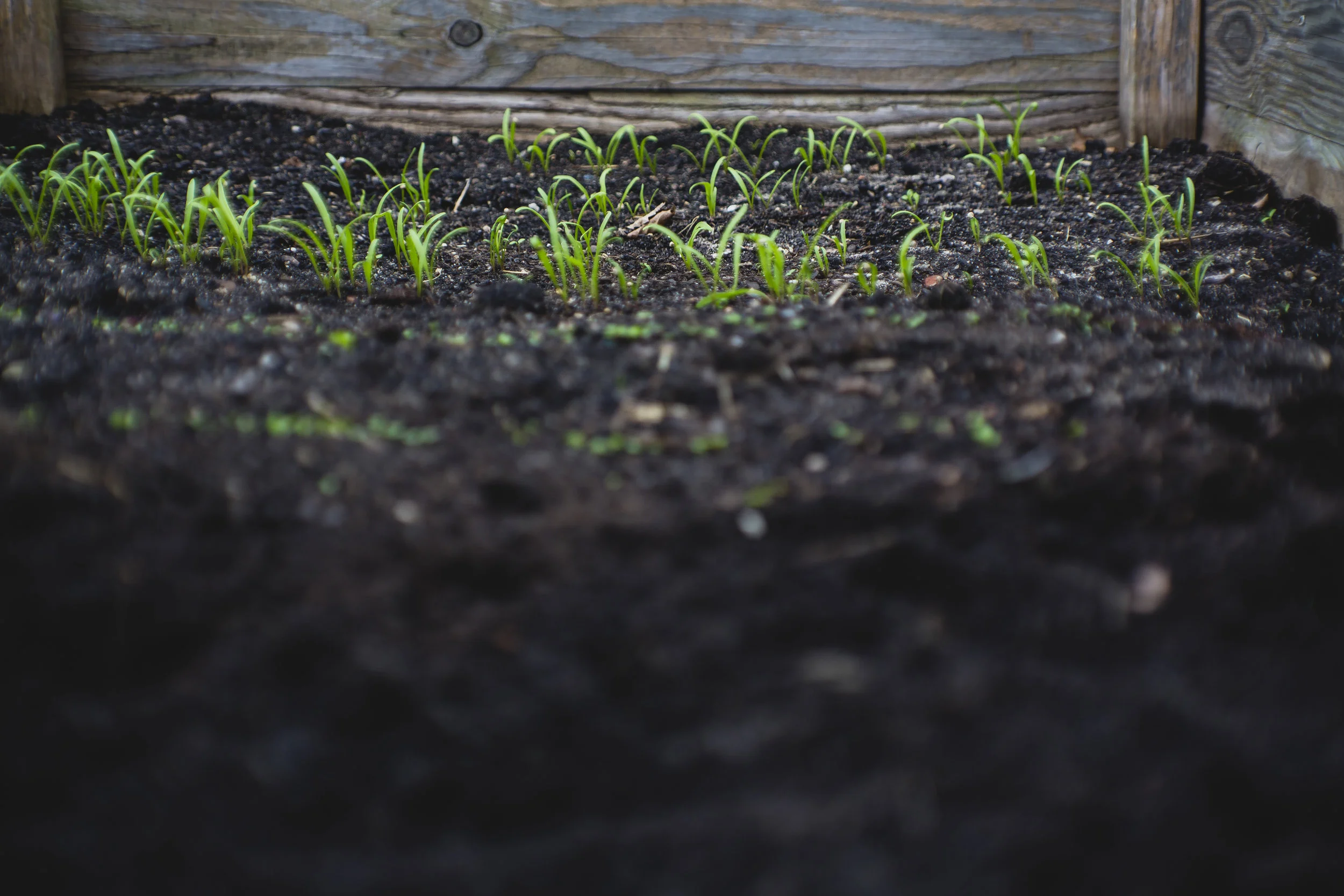 The Spring Garden - Cultivate and Mulch
