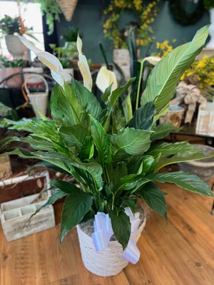Large peace lily plant or spathiphyllum  Accents by Michele Flower Studio