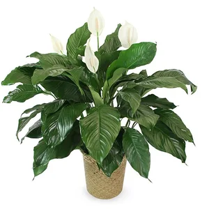 pothos vines Pothos 'Marble Queen'