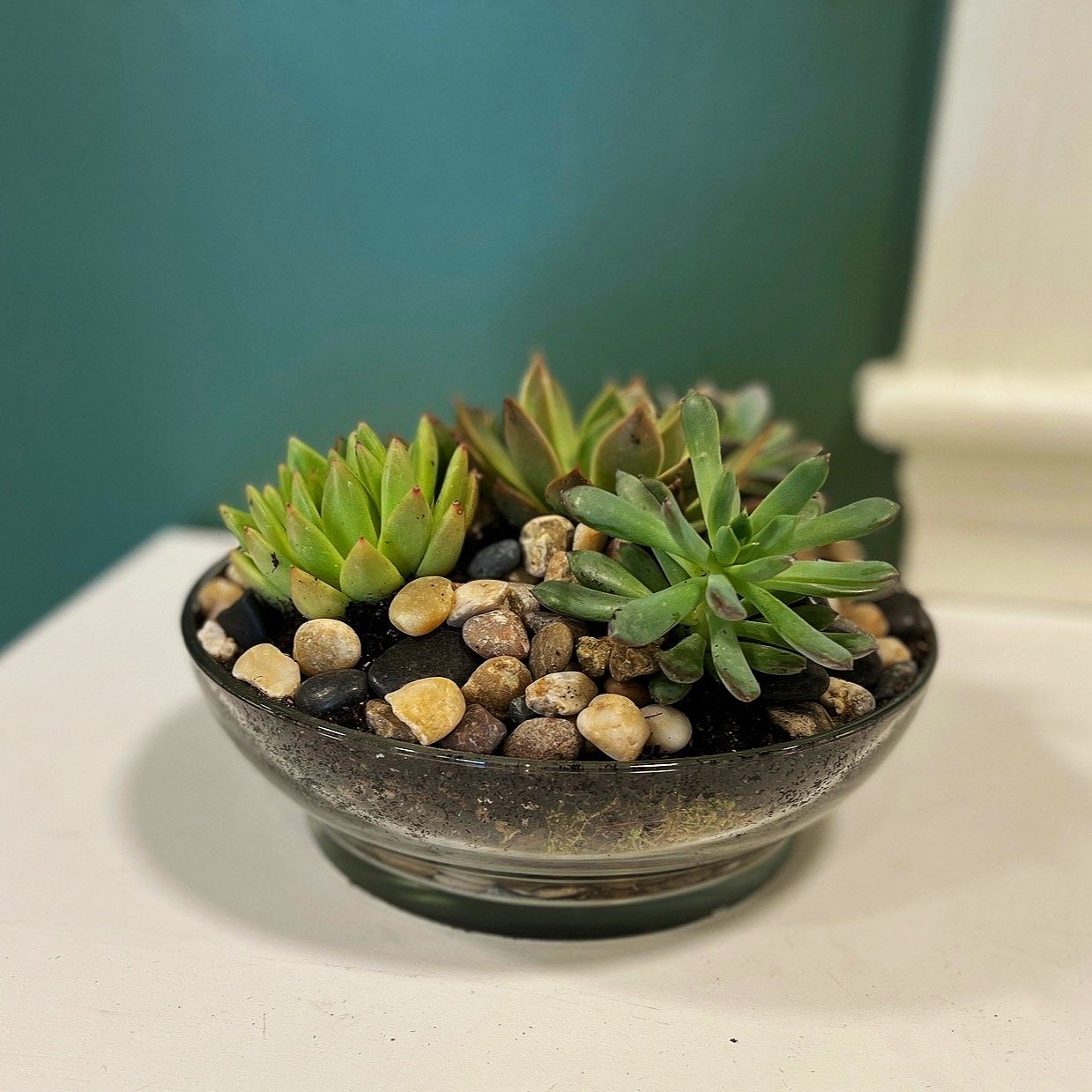 This succulent dish garden is designed with an assortment of 5 mini succulents in a tortoise shell ceramic dish with river rock.