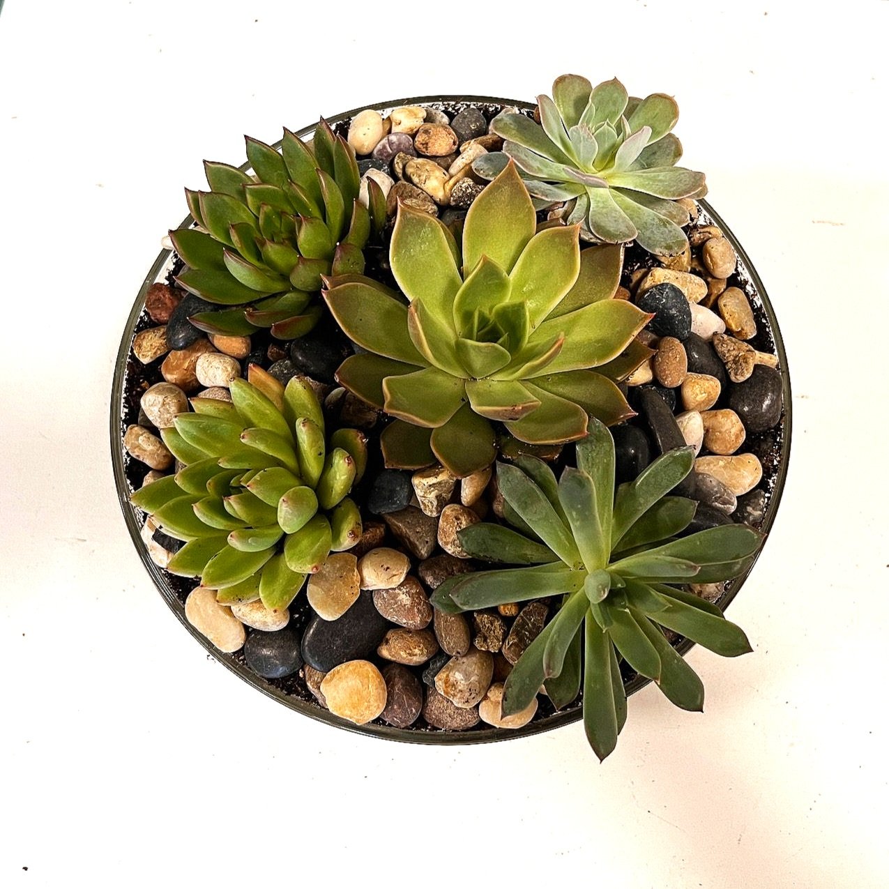 This succulent dish garden is designed with an assortment of 5 mini succulents in a tortoise shell ceramic dish with river rock. This is a top view of the succulent plant garden.