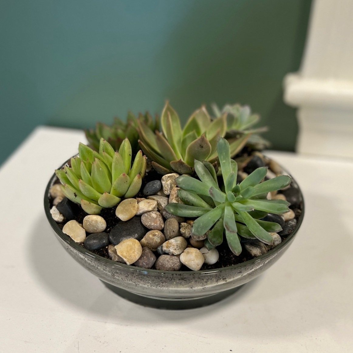 This succulent dish garden is designed with an assortment of 5 mini succulents in a tortoise shell ceramic dish with river rock. This is an alternate front view of the succulent dish garden.