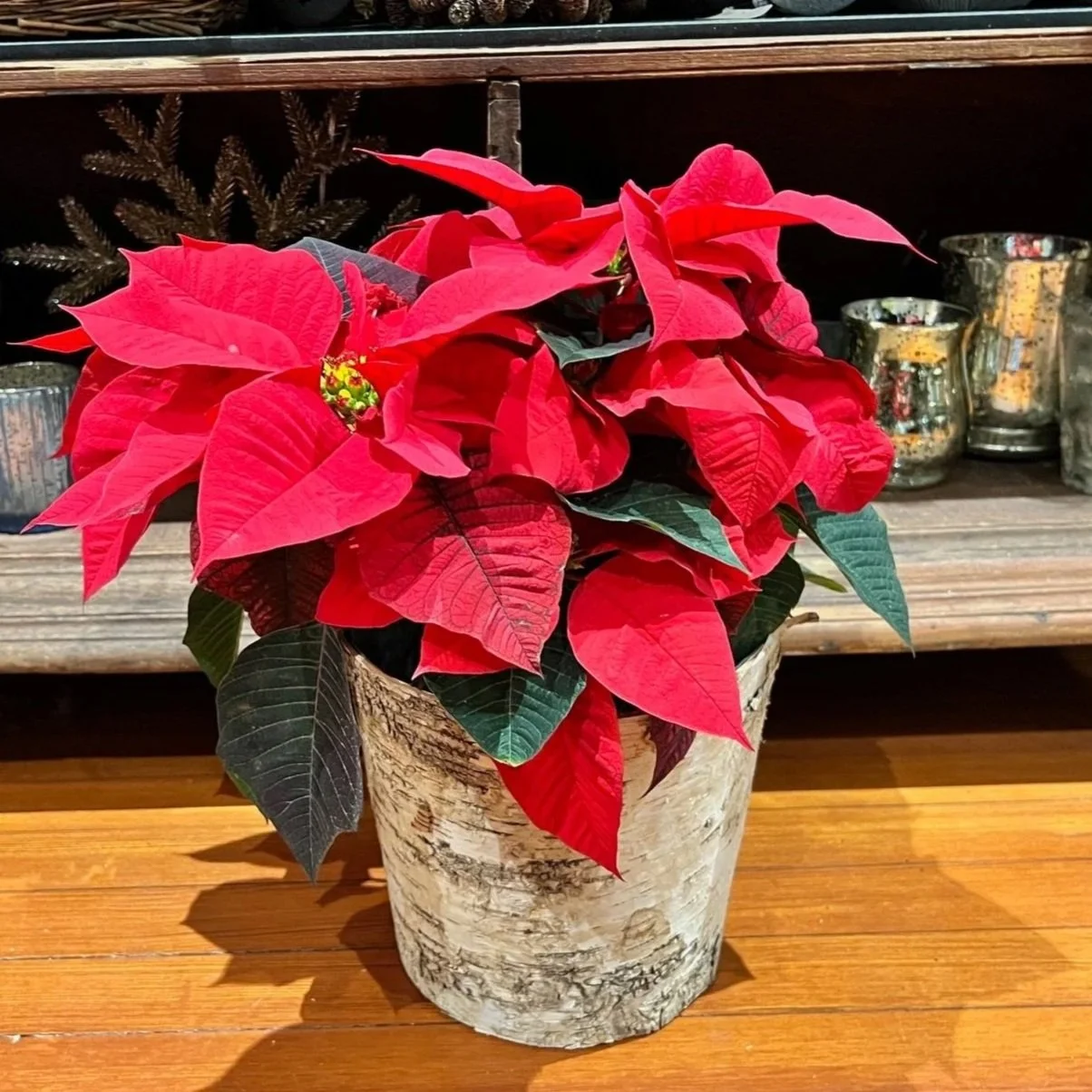 poinsettia%2Bin%2Bbirch%2Bpot.jpg