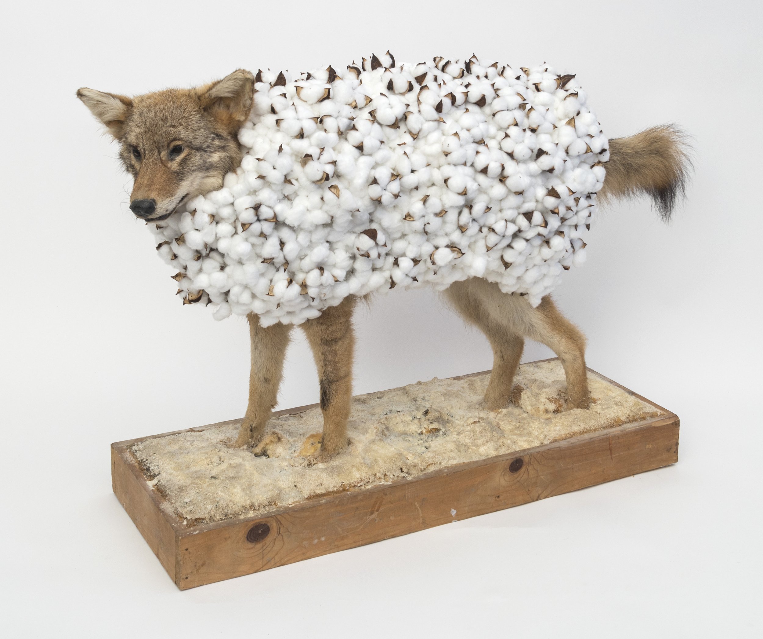  Wolf In Sheep's Clothing, 2022  Taxidermy Coyote, Cotton, Wood  30 × 15 × 48 in | 76.2 × 38.1 × 121.9 cm 
