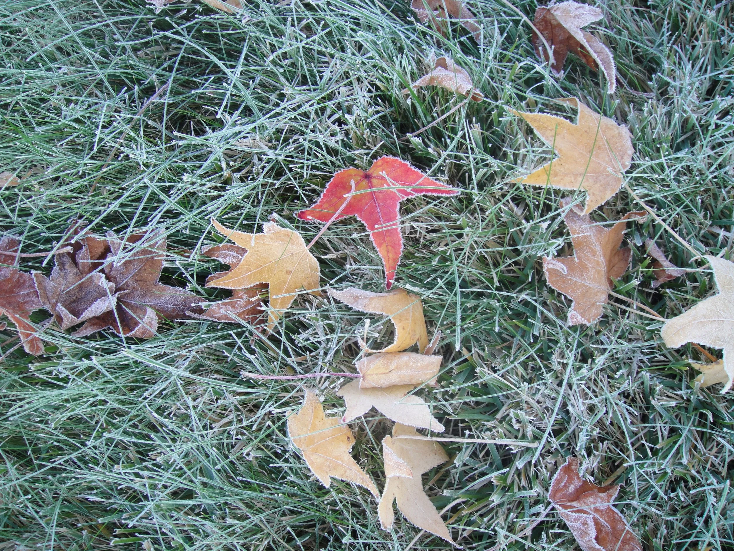 leaves.jpg