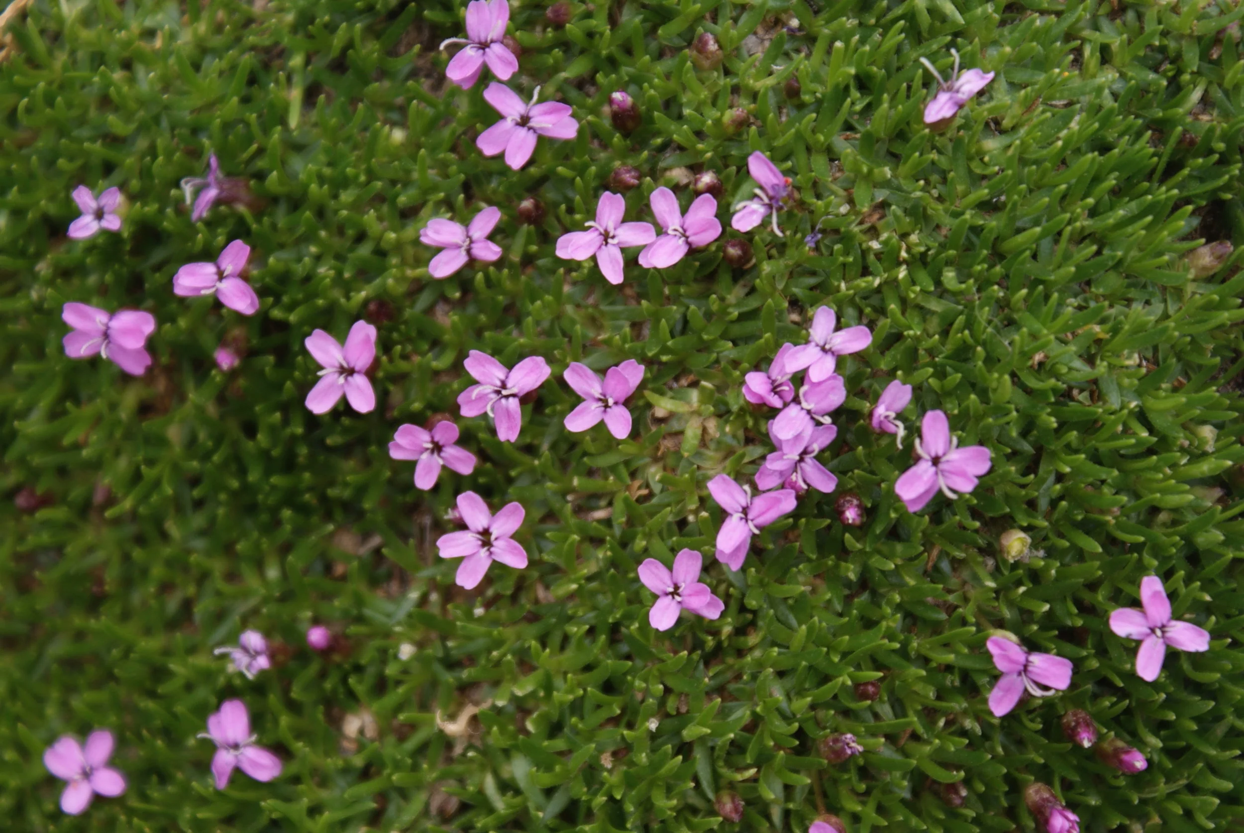 DSC00436.jpg