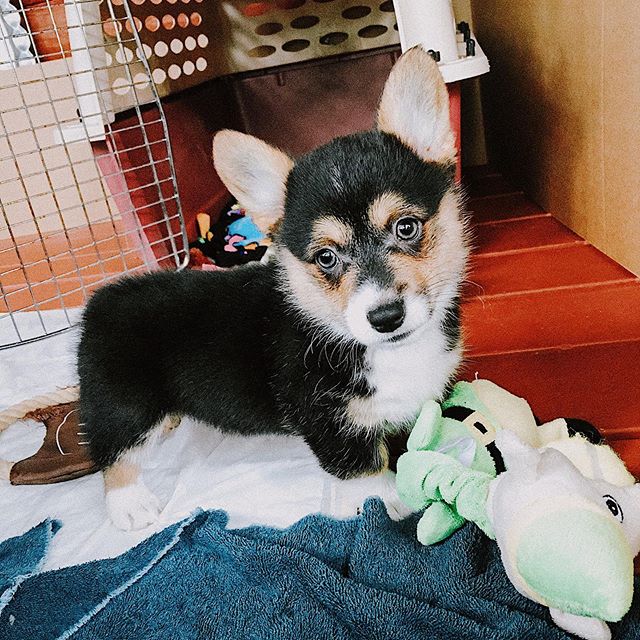 The family resemblance is uncanny!! &bull;
&bull;
&bull;
&bull;
#corgisofinstagram #corgipuppy #ears #funnycute #joke #baby #corgidad #lookbackatit #corgiworld #puppy #greatful #tuesdayvibes