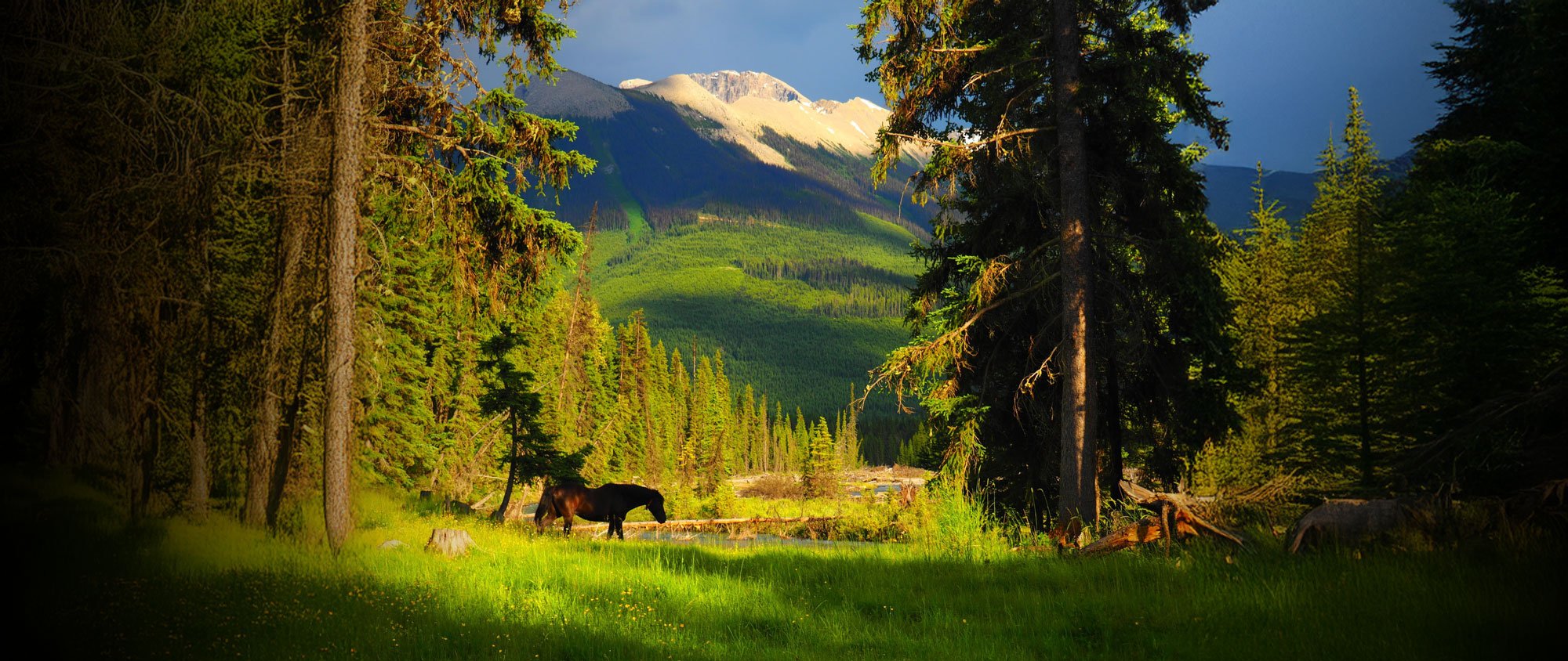 horses_grazing_mountain_meadow.jpg