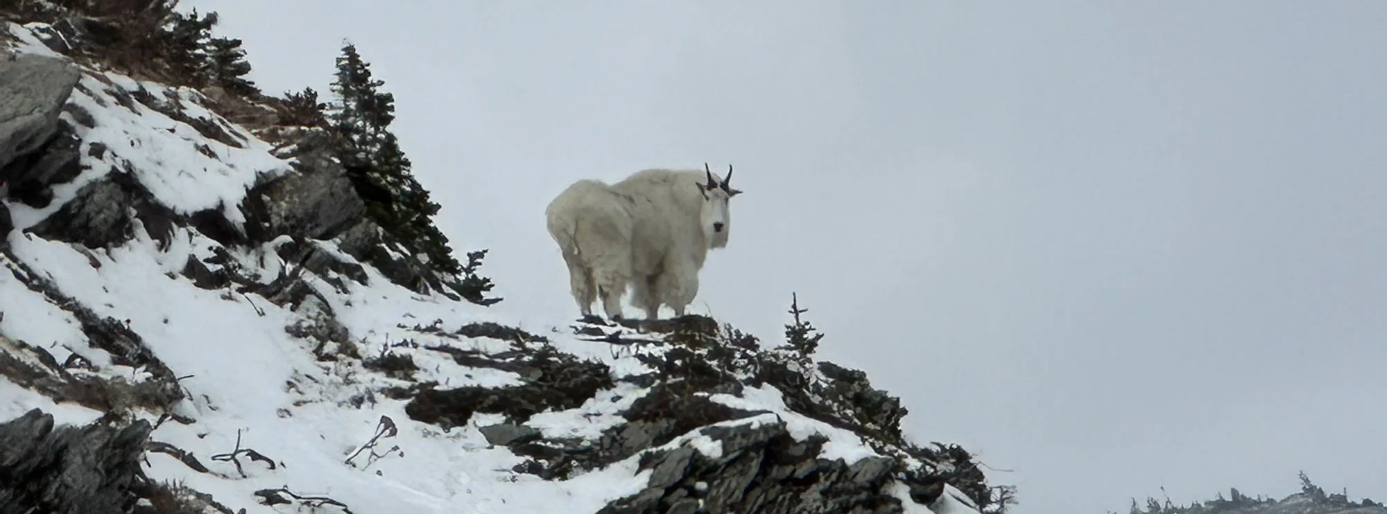 mountain_goat_snowy_ridge.jpg