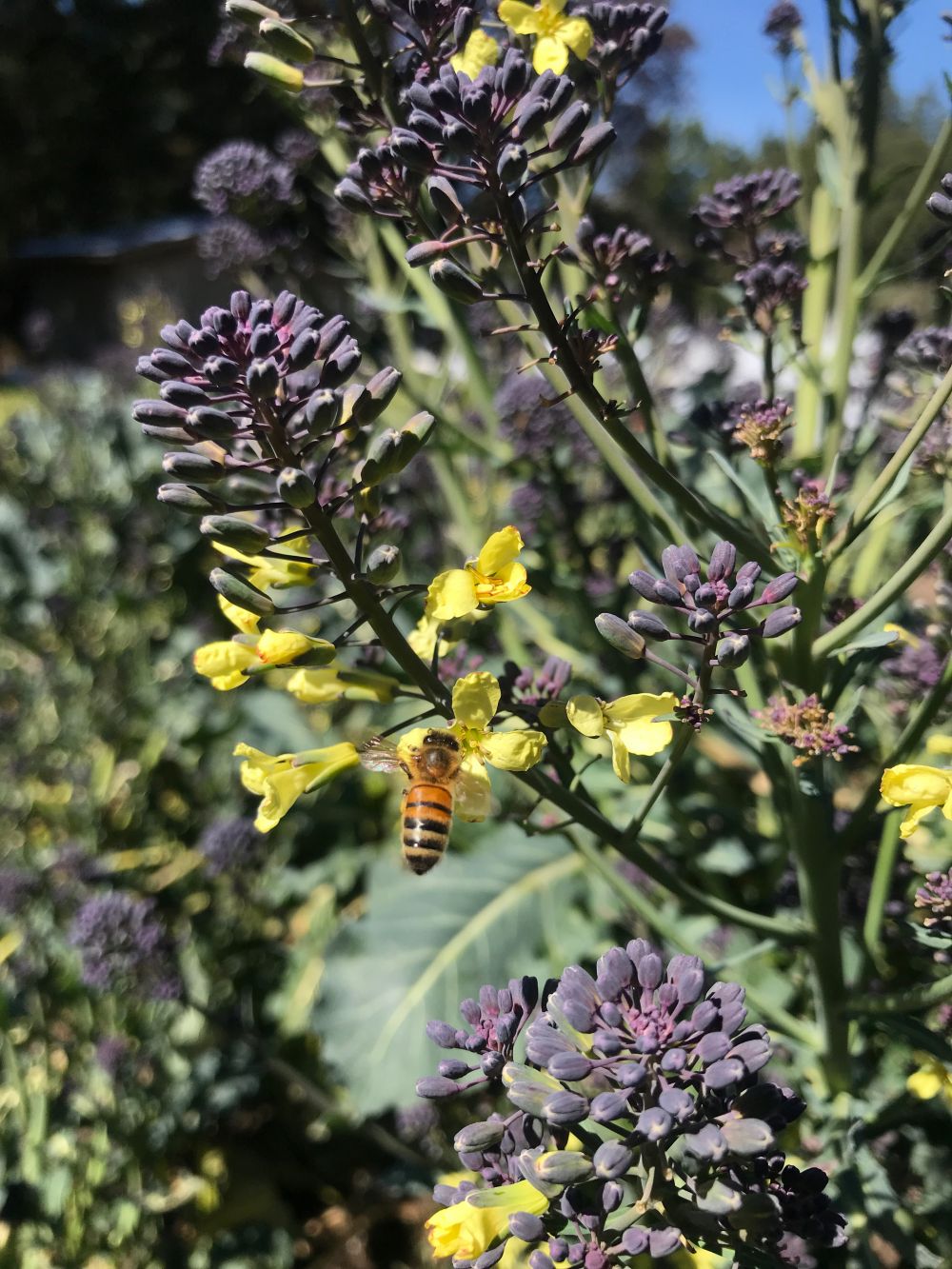 bee-flowers.jpg