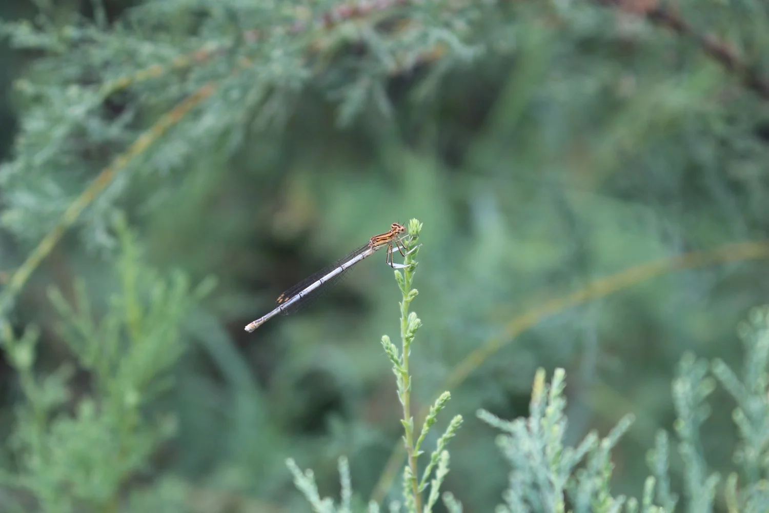 Dragonfly of Brauron (Vravrona), Attica