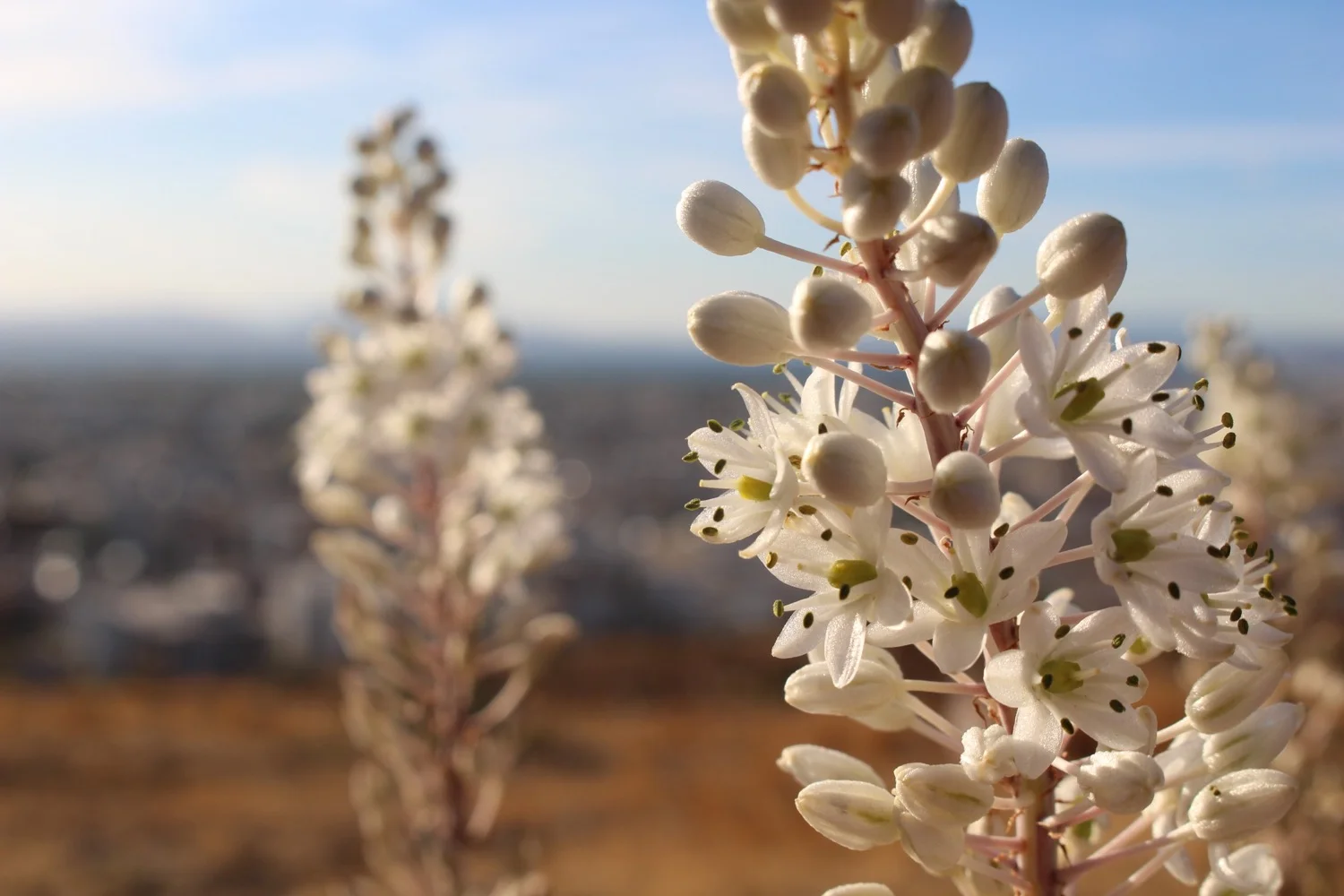 Sea Squill (Urginea maritima), Voula, Attica