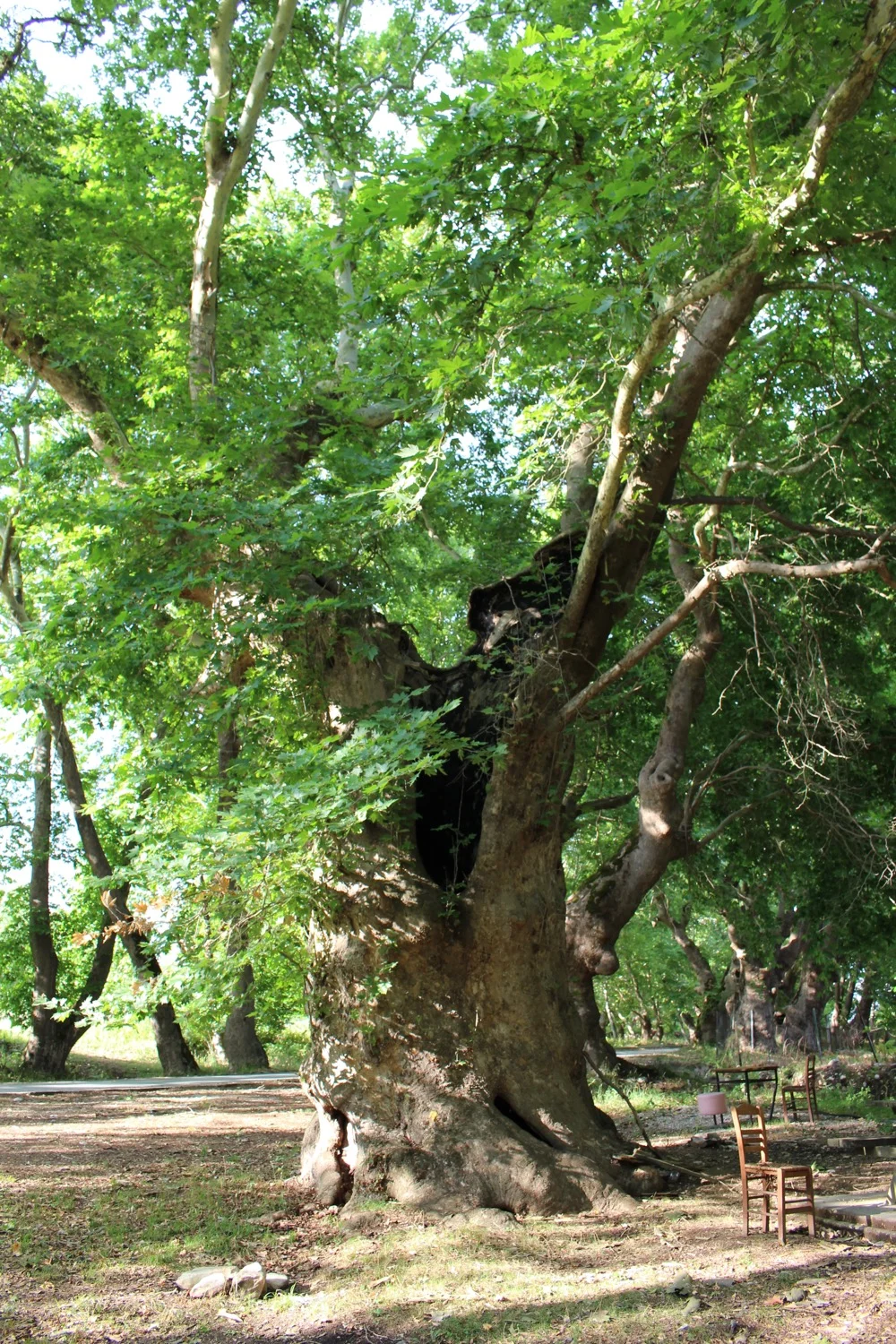 Plane Tree, Mount Pangaio, Macedonia